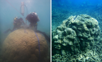 CAPTION: A live Porites colony, left, and a dead Porites sampled in this study. CAPTION: A live Porites colony, left, and a dead Porites sampled in this study.